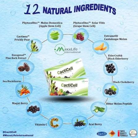 Cacticell — visuel 2